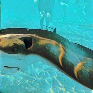 Meet your Posher, Bly